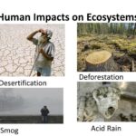 The Impact of Human Activities on the Ecosystem