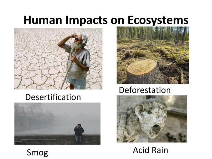 The Impact of Human Activities on the Ecosystem